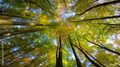 Buchenwald, Herbstwald, Herbstblätter, Herbstfärbung, Herbst, bunte Blätter, indian summer, Spessart, 4K photo