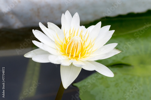 Close-up lotus flower Beautiful lotus flower Blurred or blur soft focus