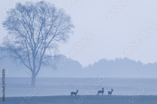 ROE DEER ON THE FIELD - Foggy autumn morning in the fields © Wojciech Wrzesień