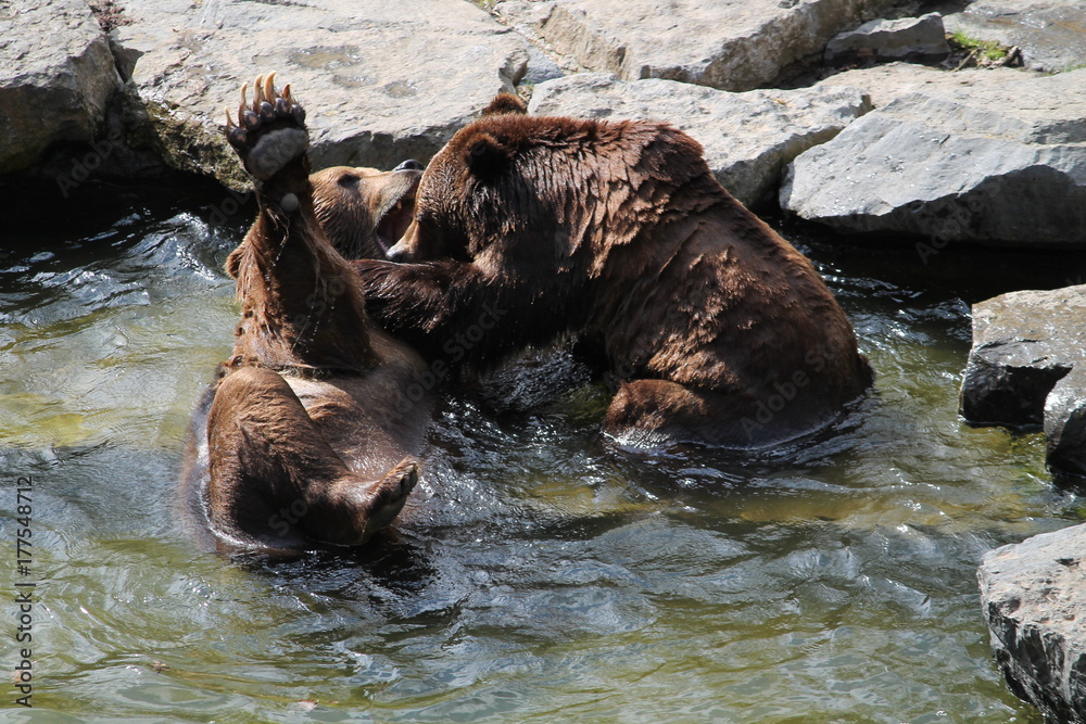Fototapeta premium brown bear