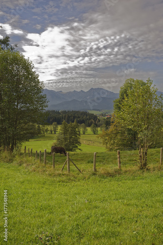 Cow in the green field with trees and mountains in the background