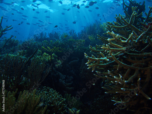 Sun rays and corals