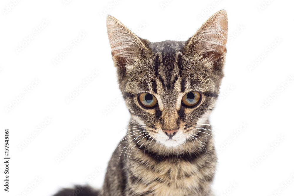 Beautiful striped kitten of gray isolated on white background. The cat is carefully posing for the camera. Place for text. Tiger color