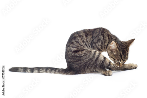 Beautiful striped kitten of gray isolated on white background. Cat licking its paws for purity. Place for text. Tiger color © Ian 2010