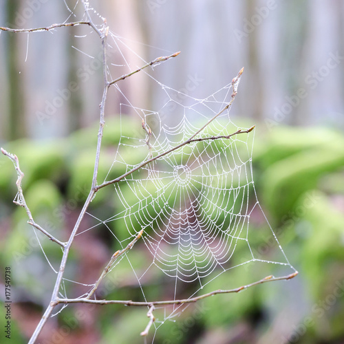 drops of water on a spider's web in a forest