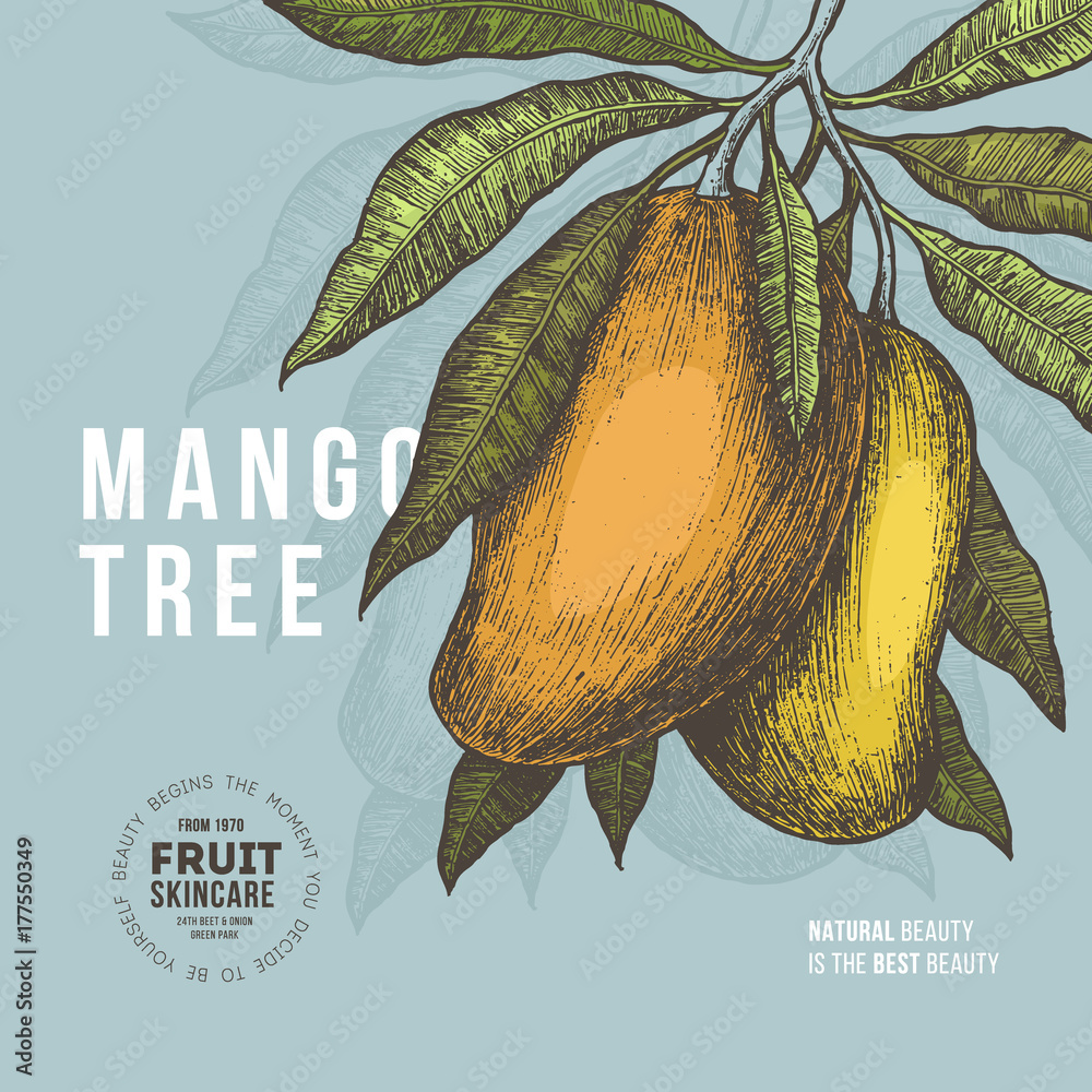 Mango tree vintage design template. Botanical mango fruit illustration. Engraved mango. Vector illustration