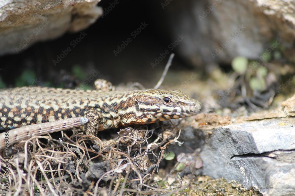 common wall lizard