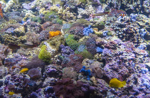 Big aquarium or oceanarium with imitation of coral reef