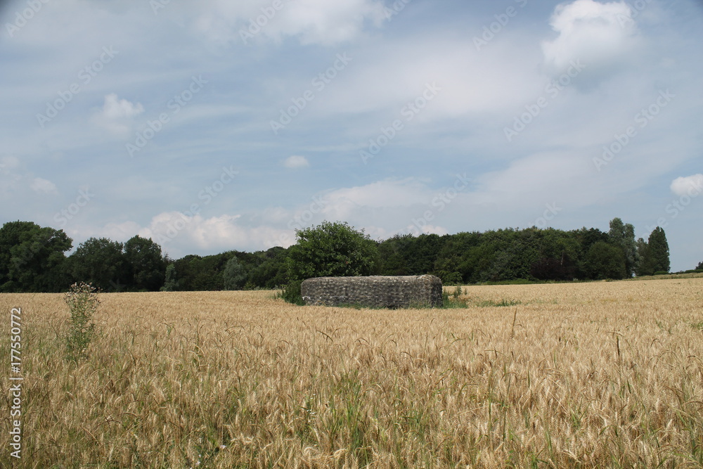 Fototapeta premium summer fields