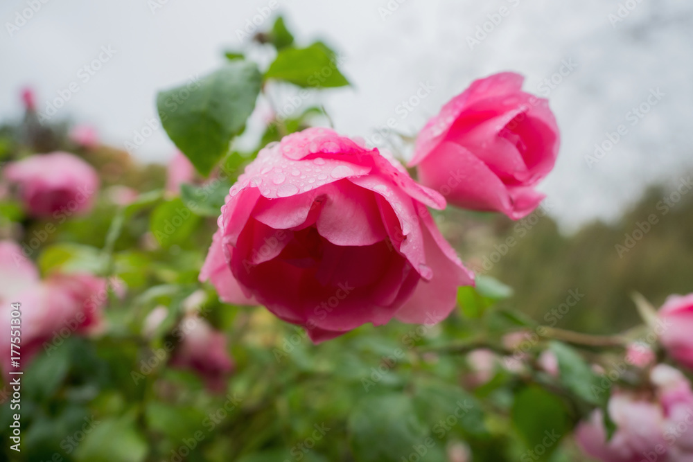 Pink rose with raindrops Pink rose with raindrops