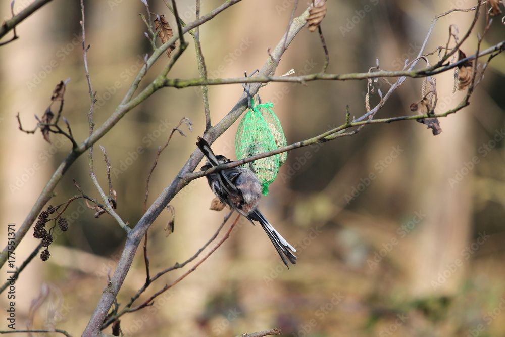 long tailed tit long tailed tit