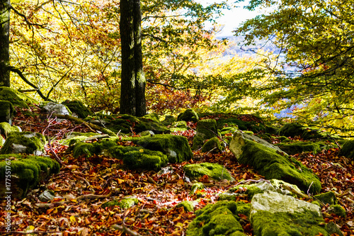Buchenwald im Herbst - Hunsrück, Deutschland