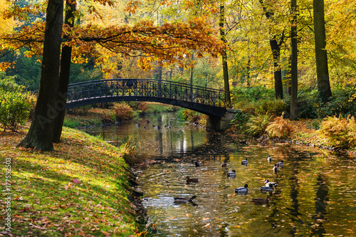 colorful view of autumnal city park and old wooden bridge over a river with ducks. Golden fall season