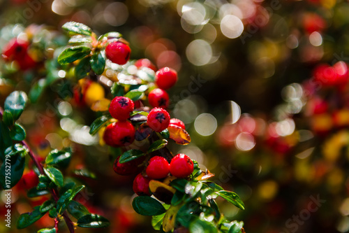 Autumn background. Rockspray cotoneaster shrub with red berries, close up view. Fall season
