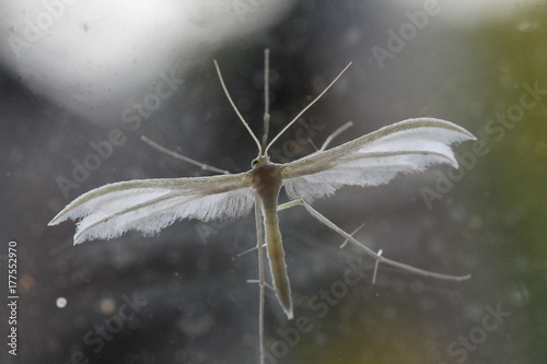 plume moth photo