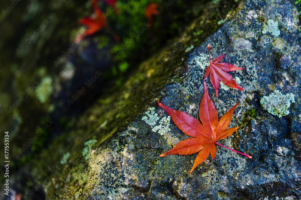 Red leaf of maple tree on a wet stone covered with a moss, autumnal rainy day mood. Fall rainy season background Red leaf of maple tree on a wet stone covered with a moss, autumnal rainy day mood. Fall rainy season background