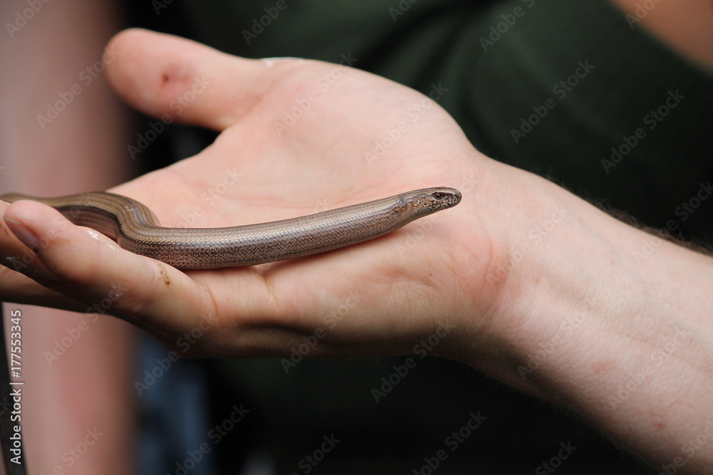 Fototapeta premium slowworm