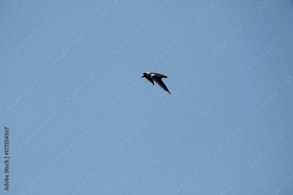 black headed gull