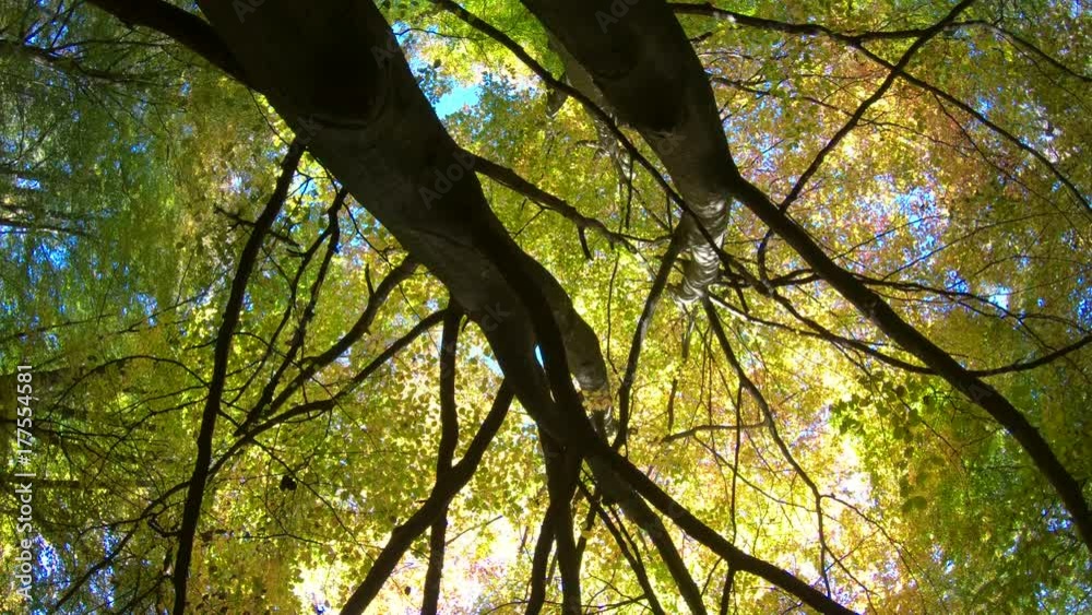 Laubwald mit Herbstfärbung, bunte Blätter, Rotation, Drehung, indian summer, Wald, 