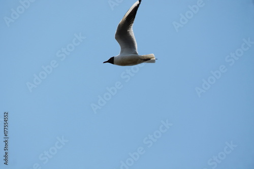 black headed gull photo