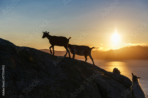 Mountain goat at sunrise © gorov