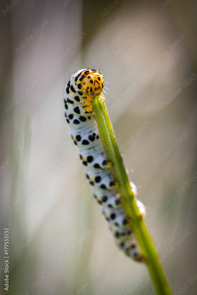 Caterpillar