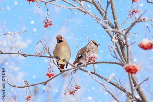 Two waxwings sitting on branch of mountain ash in the frost