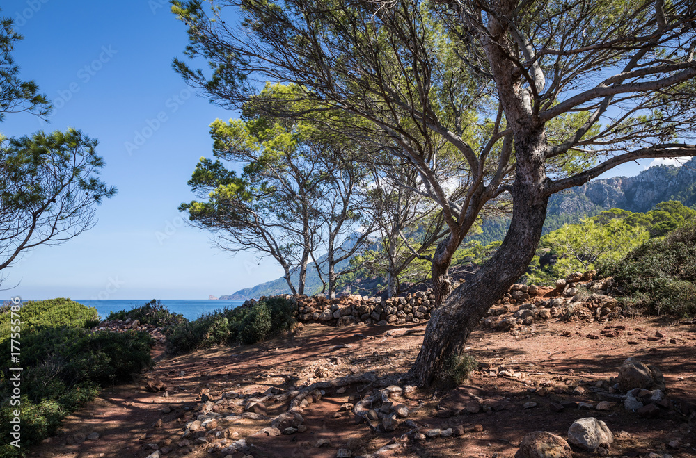 Végétation à Port des Canonge sur l'île de Majorque (Îles Baléares, Espagne) 