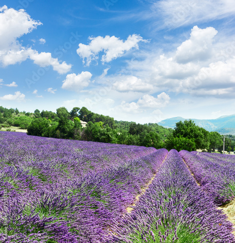 Lavender blomming flowers field with summer blue sky and clouds, France