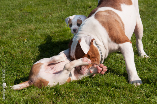Funny American Bulldog puppy with mother