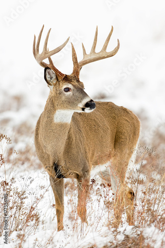 Whitetail Buck Portrait-Snow