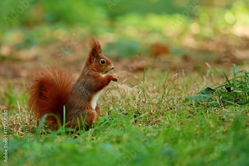 Fluffy red squirrel holding and eating a sunflower seed sitting in green grass