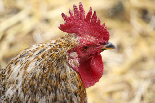 Tunisian cock, animal for sure.