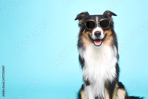 Schwarz weisser Hund mit Brille © stockfotografie.net