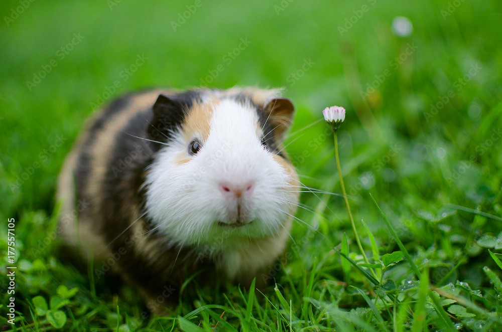 guinea pig walks in the fresh air and eating guinea pig walks in the fresh air and eating