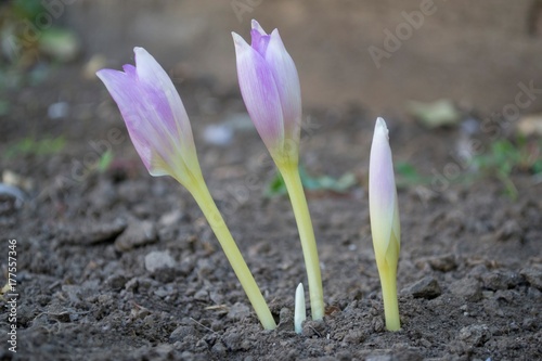 beautiful autumn flowers without leaves