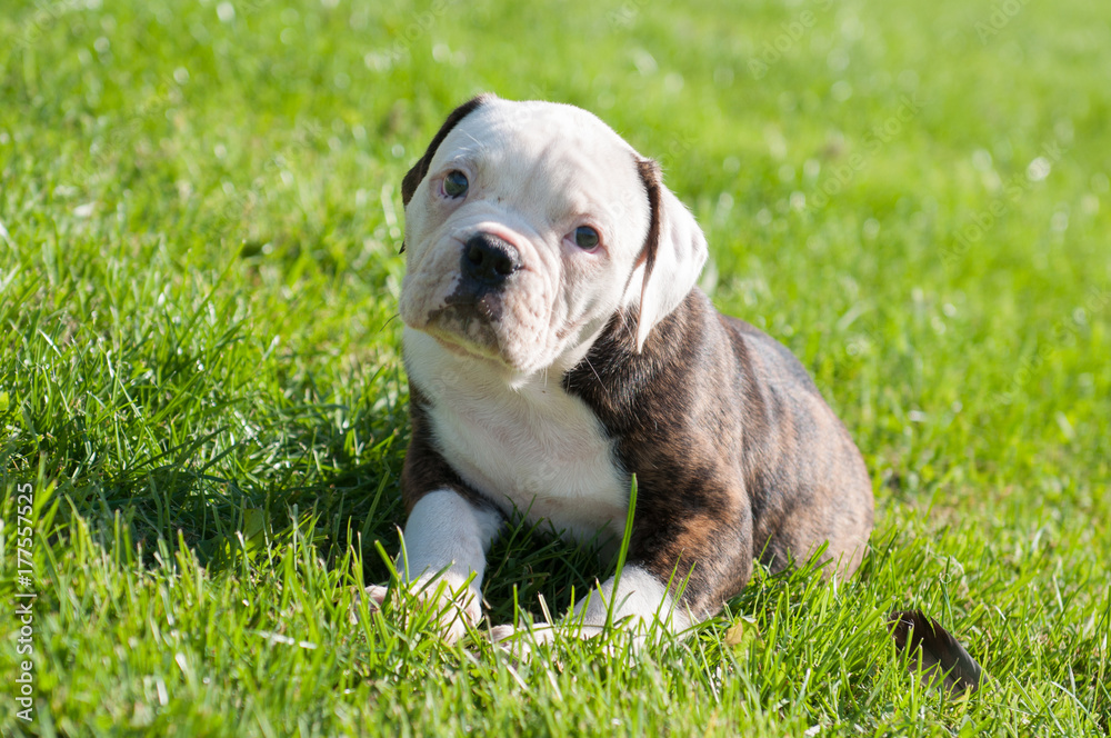 American Bulldog puppy on nature