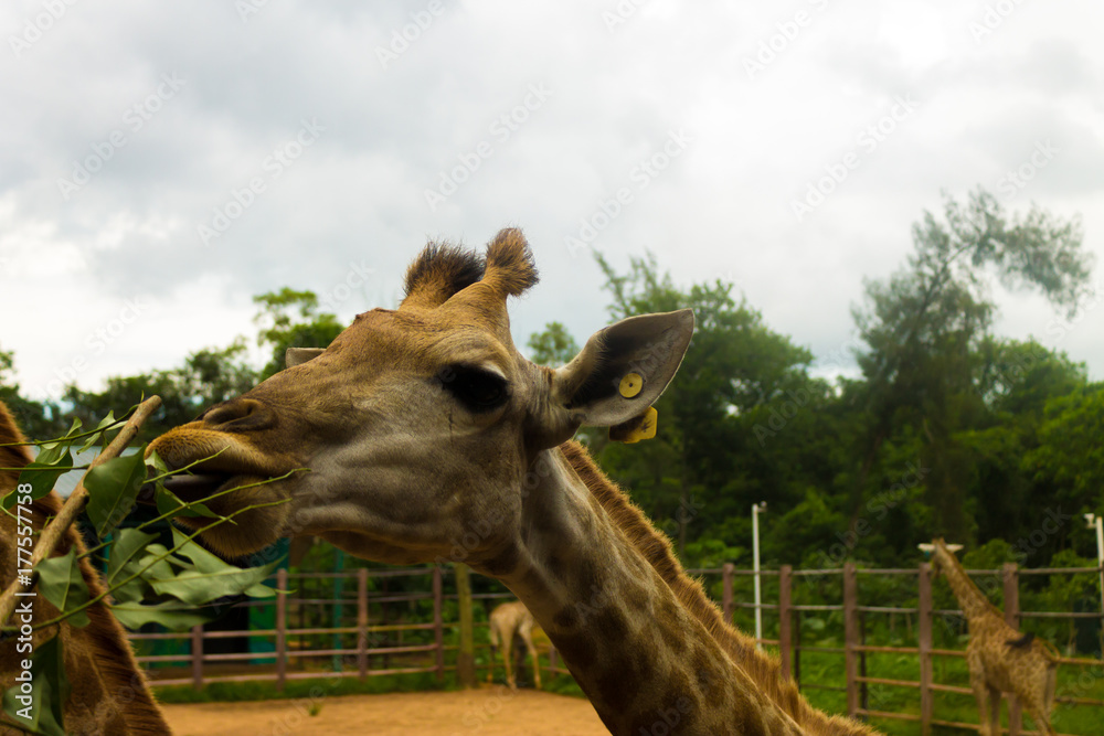 Φωτογραφία The head of a giraffe eating leaves from a branch, close up