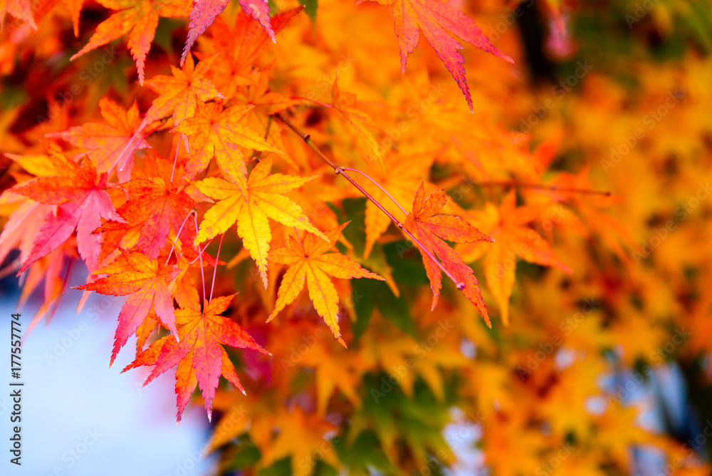 the beautiful autumn color of Japan yellow, green and red maple leaves with colorful blured bokeh background in autumn season, Japan the beautiful autumn color of Japan yellow, green and red maple leaves with colorful blured bokeh background in autumn season, Japan