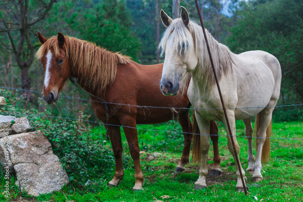 Obraz premium Two beautiful horses