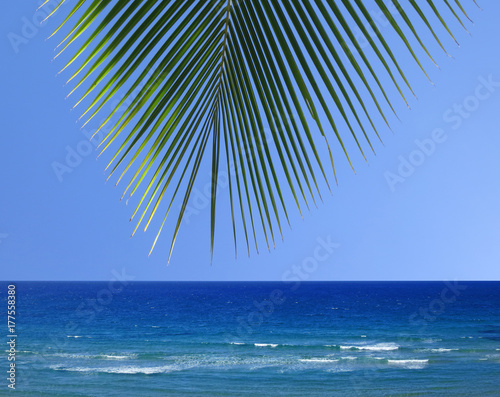 Ocean horizon, blue sky and a leaf of a coconut palm during summer