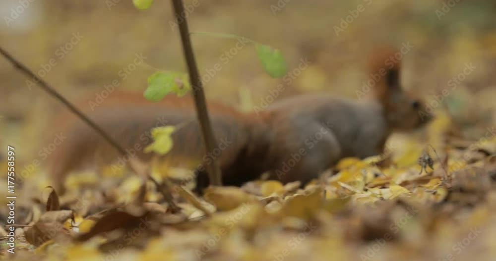 Squirrel in autumn foliage looking for food Squirrel in autumn foliage looking for food