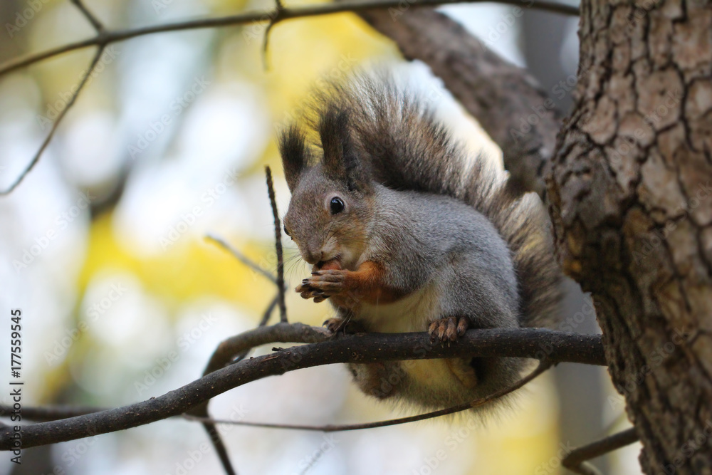 The squirrel sits on a branch The squirrel sits on a branch