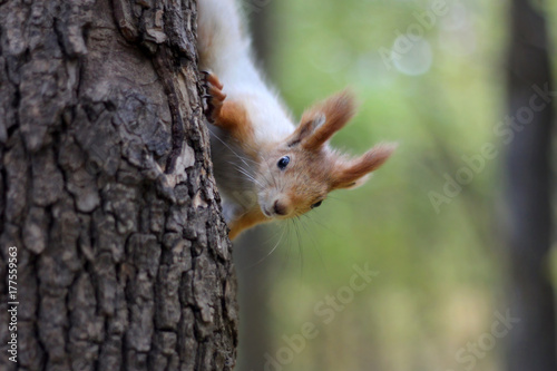 Red squirrel peeks out from the tree © Petrova-Apostolova