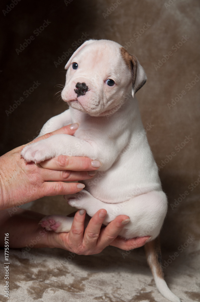 Funny American Bulldog puppy on hands