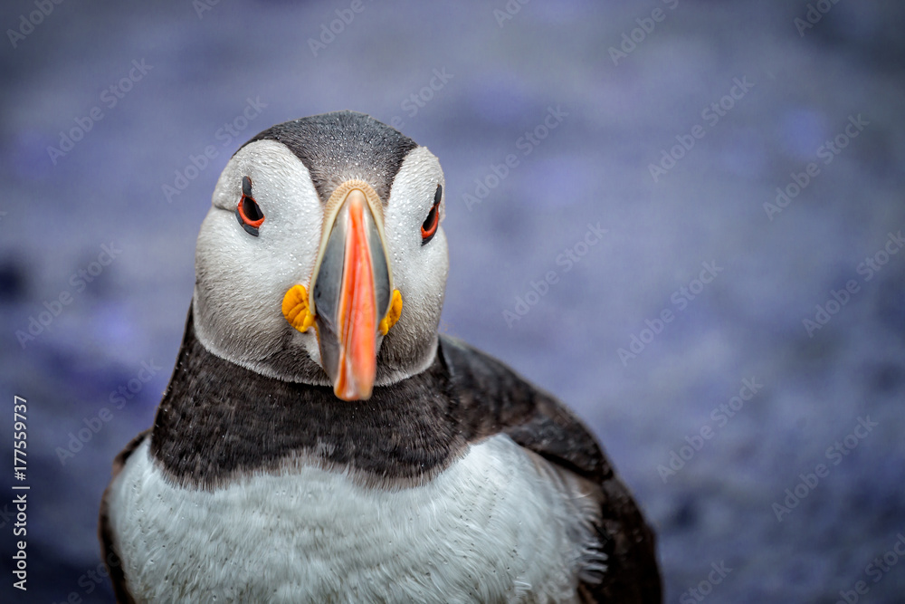 Naklejka premium Close up of Puffin head front on 