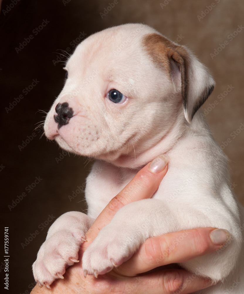 Funny American Bulldog puppy on hands