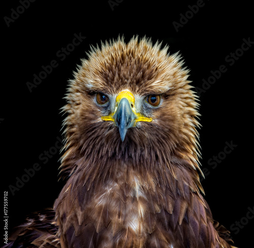 Golden Eagle head close up