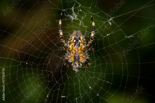 Spider in centre of web