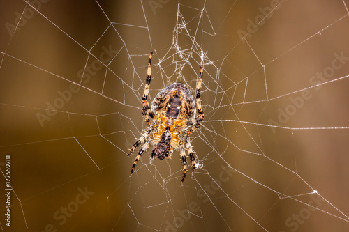 Spider in middle of web